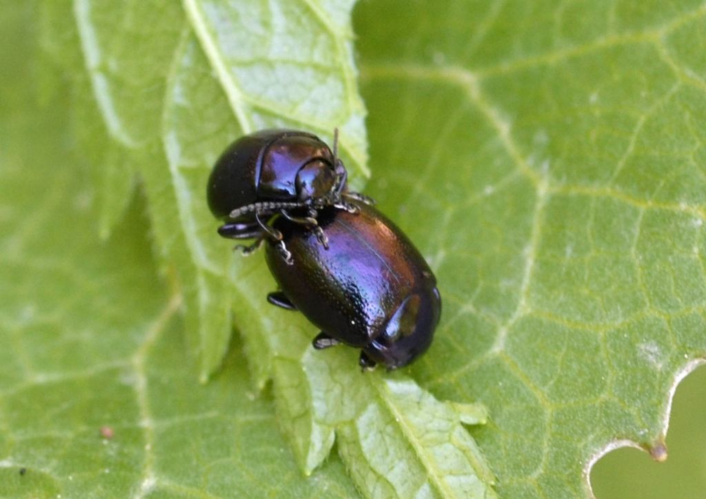 Chrysomelidae:   Chrysolina (Colaphoptera) sp.